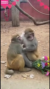 Monkey's Adorable Flower Gift See a monkey's heartwarming gesture with a bouquet of flowers. #fblifestyle #AI Generated using Kling AI . . . (For entertainment purposes only. Consult professionals if guidance on activities is presented. No brand affiliation is implied if any are shown. If inspired by true events, creative adaptations may be included. Content may include public footage.) | Fabiosa Better World