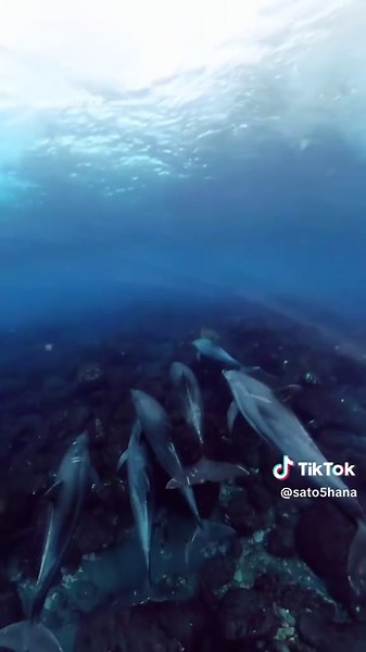 ドルフィンスイムツアー🐬🤿 #スキンダイビング #スキンダイビング女子 #skindiving #diving #ダイビング #海 #sea #ocean #underwaterworld #undersea #freediving #御蔵島 #三宅島 #イルカ #ドルフィンスイム #dolphin #dolphins #dolphinswimming