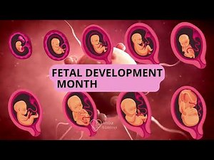 Fetal development month by month 👶 Embryo And Fetus evolution In Moms Womb| AM