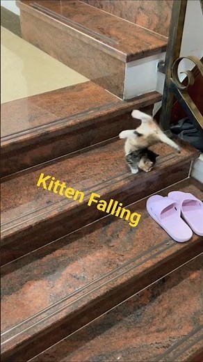 Funny Kitten Fails Stair Jump 😂🐱
