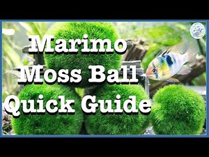 Marimo Moss Ball Care Guide | Marimo Moss Ball Quick Guide