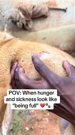 Help Save Puppies in Need of Care