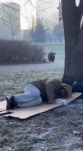Unexpected Visitor Bear Finds a Sleeping Man in the Park!