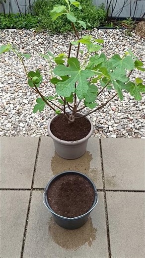 Feigen Sorte Yellow Long Neck richtig mit Humus Kompost düngen im Frühjahr