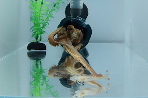 Octopuses prefer certain arms when hunting and adjust tactics to prey