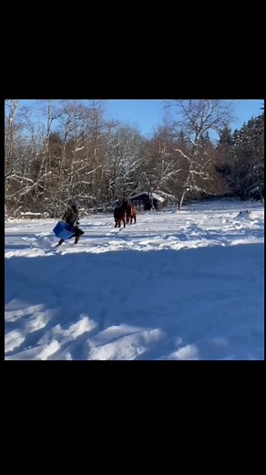 These two BLM mustang fillies have been becoming so much more engaged in training and are truly blossoming. Music: Morning by Audiozada: https://m.youtube.com/channel/UCerjqZsBVUpgxO5D_zsbjaA Promoted by FreeVlogMusic.com https://youtu.be/-Tcps2TZ95I | Milestone Equestrian