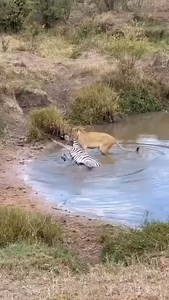 Embark on an unforgettable Tanzania safari with Travel Wise Safari, where every journey is crafted to deliver extraordinary wildlife encounters and seamless travel experiences. Explore some of Africa’s most iconic national parks — from the endless golden plains of the Serengeti to the awe-inspiring Ngorongoro Crater and the elephant-rich landscapes of Tarangire. Discover the legendary Big Five in their natural habitat, witness dramatic predator–prey moments, and marvel at panoramic vistas that d