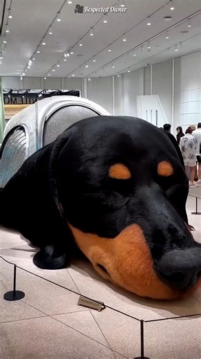 New secret biggest dog in UAE mall#shorts
