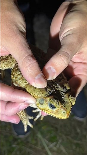 Poison from an invasive Cane Toad!! #herping #reptiles #amphibians #herpetology #wildlife #poison