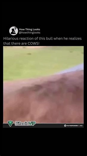 How Things Look on Instagram: "A video circulated showing a large bull wandering into a pasture, seemingly confident and ready to assert dominance. As it approached the herd, it suddenly froze with a bewildered expression, turning its head side to side—then bolted in the opposite direction. The comedic timing made it look like the bull was caught off guard by the sheer number of cows and quickly decided “this is not what I signed up for.” The moment gained popularity because it captures somethin