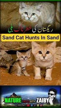Sand Cat — The Desert Hunter That Survives Extreme Heat 🏜️