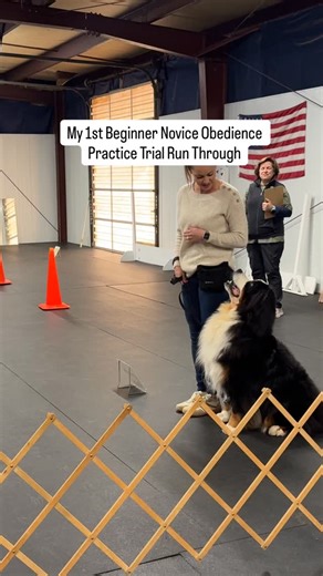 We have been taking competition obedience classes for 6 months and recently got to do a practice trial run-through. I nailed it with just a few minor deductions! We are hoping to enter a few trials this year. 🤗 🖤🤍🤎 #riggietheberner #bernesemountaindog #instaberner #bernesemountaindogsofig #berneroftheday #berneselife #akcobedience | Riggie the Berner