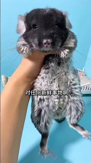 Sometimes the chinchilla is so dull it makes people happy.