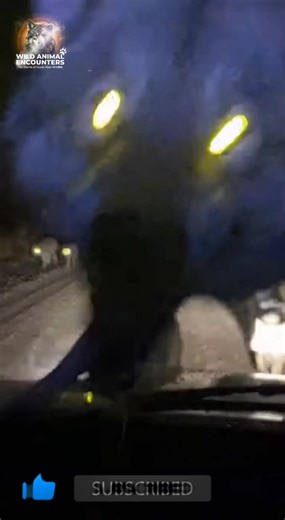 Trapped in the wilderness at night. Then the glowing eyes start appearing... and they're not just looking. Never felt fear like this. Would you make a sound or freeze? #wildlife #WildAnimalEncounters #WolfPack #Nightmare #USA #Canada #RoadTrip #Survival | Wild Animal Encounters