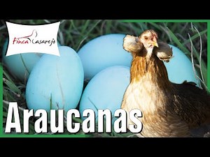 Gallina Araucana - Gallina Mapuche 💙 Huevos azules