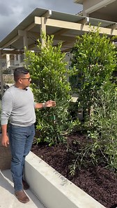 Costos | Alex Zamora Designs