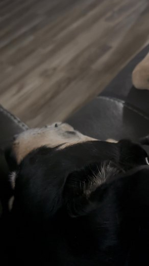 Someone is snoring 🤣 | Robert D. West