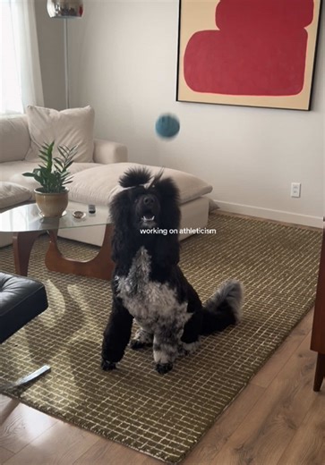a poodle that puts in the work😤💪 | Poodle