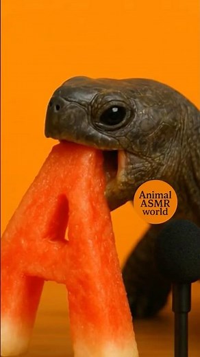 Turtle Eats Watermelon Letter A 🐢🍉🔤 | Cute ASMR Eating Sounds