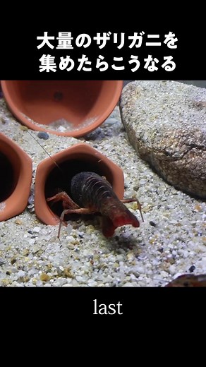 ザリガニの観察と飼育のコツ