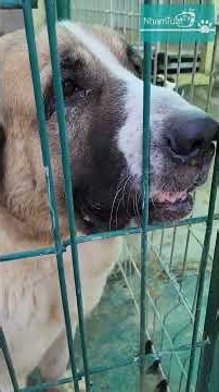Alabai Dogs - Are They Aggressive or Not? It Depends on the Owner???