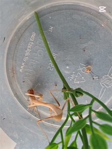 Mantis vs Cricket☠ #mantis #insects #animals #nature