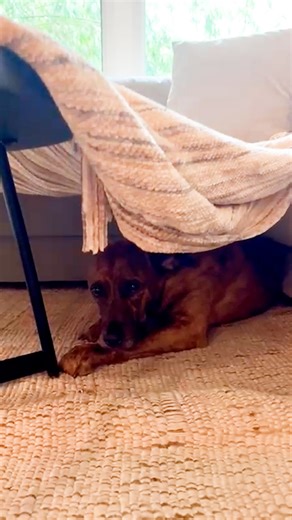 1.8M views · 110K reactions | He dances for the sweetest reason — and Grandma even builds him forts to make him feel safe ❤️ Keep up with Ashley and Brodie on Instagram: https://thedo.do/letstalk_withashley | The Dodo | Facebook