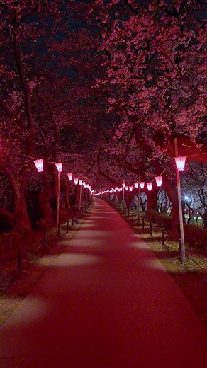 Satte Gongedo Cherry Blossoms in Saitama - Stunning Night View