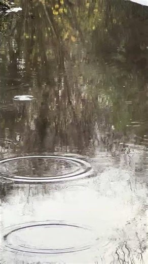 Raindrops Keep Falling #rain #raindrops #weather #asmr #relaxing #uk #britishweather #ripple #puddle