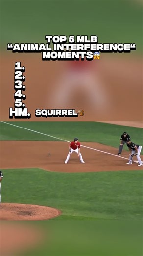 Top 5 Animal Interference Moments in MLB History