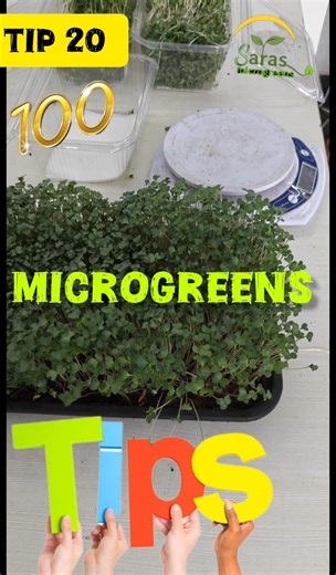 Tip 20/100 microgreens growing tips 🌱 Saras Microgreens 🌱 9003330713 #microgreens #businessgrowth