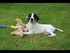English Pointer puppy 8 weeks old