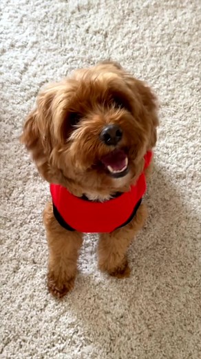 Remy's Designer Dog Wardrobe Unboxing & Try-On Haul