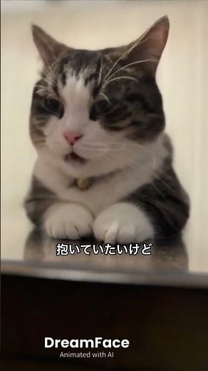 #セーラー服と機関銃 #薬師丸ひろ子 #cat #猫のいる暮らし #歌 #歌詞有 #昭和歌謡 #catvideos