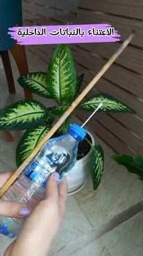Simple and Effective Ways to Water Plants While Traveling #Idea #Hack #viral #fyp