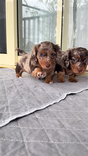 Mini Dachshund Puppy: The Perfect Companion