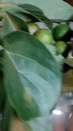 #glaucoma 18687584430 16314554752 | Herbal Medication Trinidad