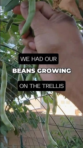 Late Summer Pole Beans Harvest: Tips for a Bountiful Fall Garden!
