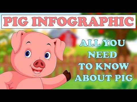 Pig Infographic - All You Need To Know About Pig - Info School