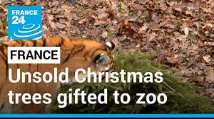 38 reactions |  The Thoiry #zoo receives up to 30 unsold #Christmas trees per year from companies such as IKEA or Truffaut—employees use them to feed the animals and for sensory and entertainment purposes | FRANCE 24 English | Facebook