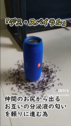 [Shocking footage] "Death spiral" phenomenon of a large number of ants spinning around #shorts [E...
