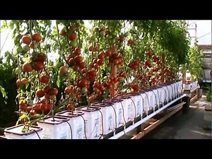 Dutch Bucket Hydroponic Tomatoes - Lessons Learned and a New Crop