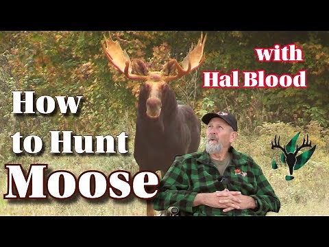 How to Hunt Moose with Master Maine Guide Hal Blood