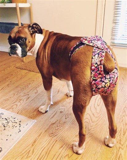 Medium Dog Diaper, 8": Washable Cotton Britches, Readymade, Adjustable Fit - Etsy