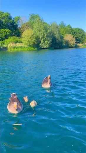 Duck.#duck #goose #swan #shorts #shortsvedio #viral #viralvedio #ytshorts