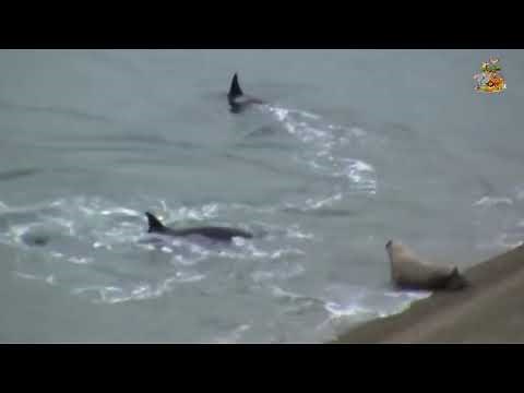 鯱（シャチ）の捕食 驚きの瞬間