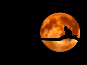 Halloween Creepy Cat free Sound Effect