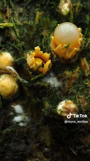 This remarkable timelapse was captured by Alfred from @scottish.fungi (on IG) - and I had the pleasure of adding the narration, music and sound design. The Artillery fungus (Sphaerobolus stellatus) literally fires its spores. It builds pressure… then suddenly turns itself inside out and launches a sticky spore packet up to 6 meters (20 ft) - aiming toward light. Yes - it actually aims. Nature never runs out of surprises. #hiddennature #mycology #timelapsephotography #macro #fungi