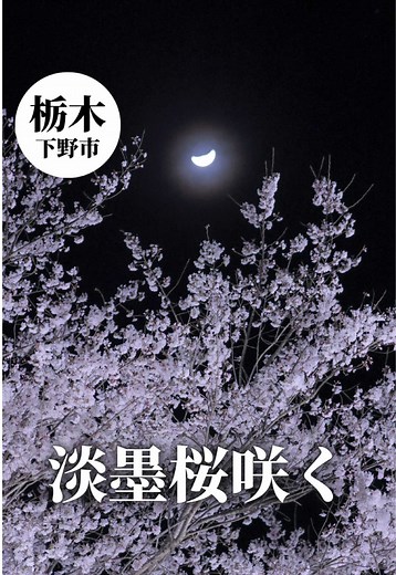 【栃木県・下野市】 『天平の丘公園』の淡墨桜（うすずみざくら）が満開でした🌸 3月下旬撮影📸 - - - - - - - - - - - 昨日行ってきました🌸 満開で、たくさんの人が写真を撮りにきていました。 夕方より少し前について、夜まで撮影していました☺️ 強風で夜はかなり寒かったけど、綺麗な三日月と淡墨桜の共演が見れました☺️🌙🌸 - - - - - - - - - - - 夕暮れから夜へ。 刻一刻と表情を変える天平の丘公園の淡墨桜。 青空に映える日中の姿も、 夕陽に染まる柔らかな表情も、 そして夜空に三日月と浮かび上がる幻想的な姿も。 どれも息を呑むほど美しく、 長い年月を重ねてきた名木ならではの 圧倒的な存在感に包まれるひとときでした。 今しか出会えない、 特別な春の夜の記録。 📍天平の丘公園 住所：栃木県下野市国分寺993-1（しもつけ風土記の丘資料館） 駐車場： あり（無料） 🌸淡墨桜のライトアップは開花時期 17:00〜20:30 🌸天平の花まつり開催中 令和8年3月20〜5月6日（水） ※詳しくは下野市観光協会のサイトをご確認ください。 - - - -