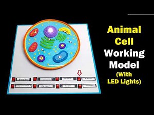 animal cell working model 3d with led lights for science project exhibition - diy - howtofunda